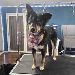 Doggy Doo's Grooming