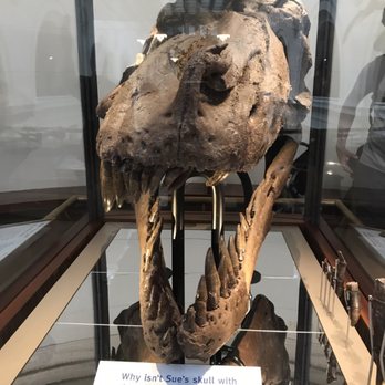 Field Museum - Museums Near Me - Chicago, Illinois