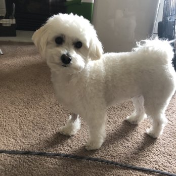 Pawbillion - Calvin! - Pet Groomers Near Me - Bellevue, Washington Pawbillion - Calvin! - Pet Groomers Near Me - Bellevue, Washington