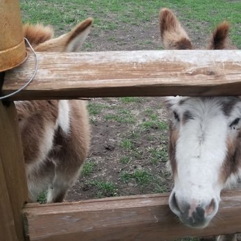 BarnHill Vineyards - More mules - Venues & Event Spaces Near Me - Anna, Texas