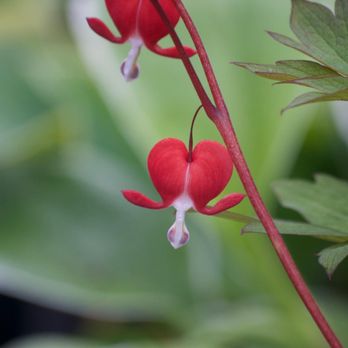 Cascade Greenhouse - Bleeding Heart - Nurseries & Gardening Near Me - Vancouver, Washington Cascade Greenhouse - Bleeding Heart - Nurseries & Gardening Near Me - Vancouver, Washington