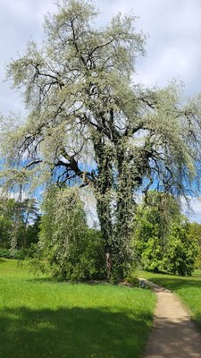 Fürst-Pückler-Museum Park und Schloss Branitz by null