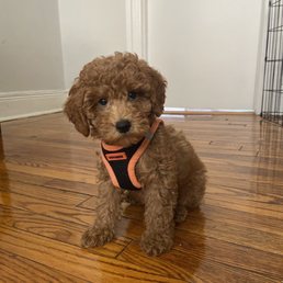 Finley, our mini poodle!