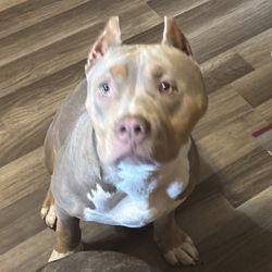 Gallup Nails & Spa - My pet
