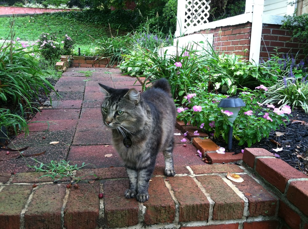 Personal Pet Care Image