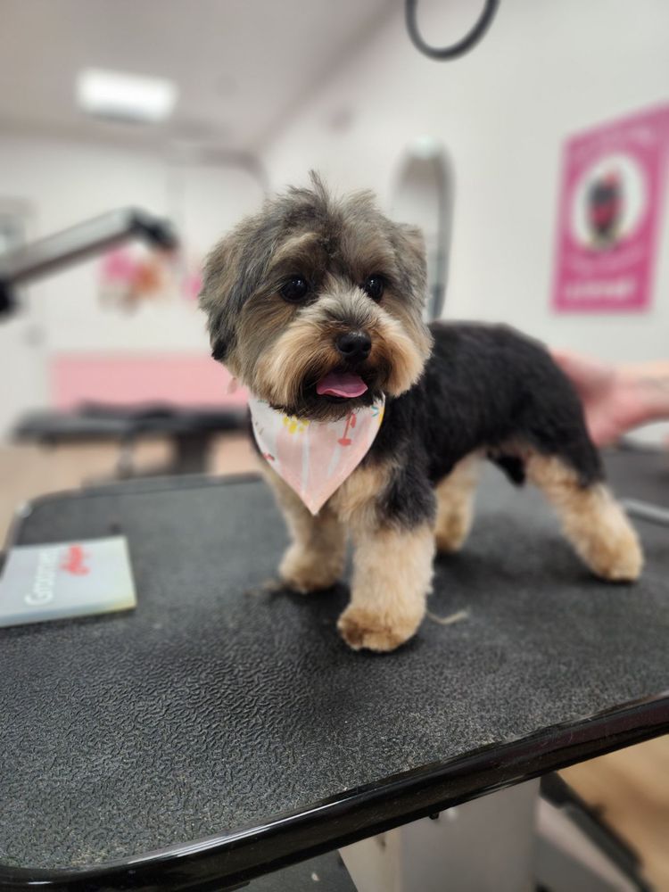 WOOF GANG - EAST BOCA RATON - Updated May 2026 - Request an Appointment ...