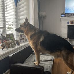 Diesel P. Crossed Rainbow Bridge: 3/17/2025