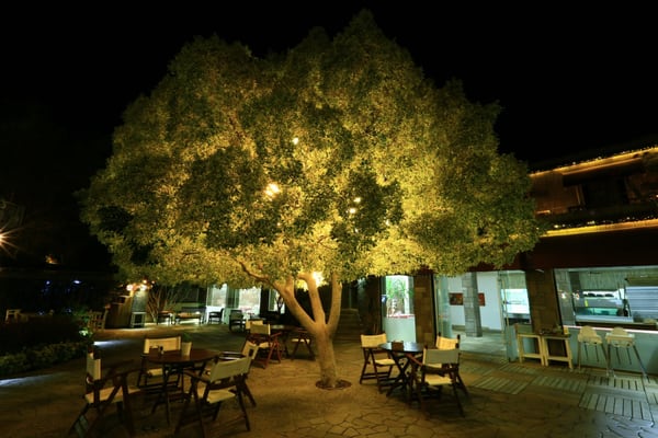 Special Class Hotel in Costa Farilya by null