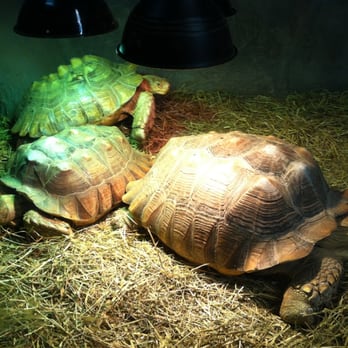Reptilia - Zoos Near Me - Concord, Ontario Reptilia - Zoos Near Me - Concord, Ontario