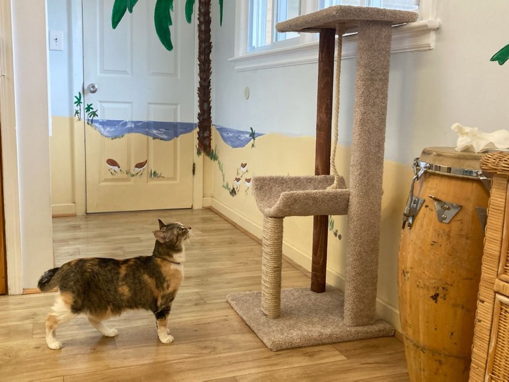 Kitty Island - pet boarding facility in Virginia Beach, VA