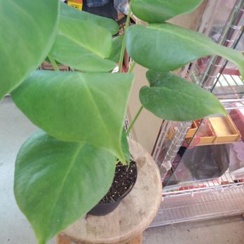 Rainbow - A beautiful place to buy plants - Nurseries & Gardening Near Me - Rosemead, California