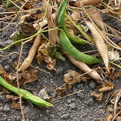 Italian Butter Beans are left to dry inside the pod before harvesting.