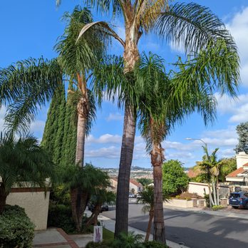 PRG Tree Care - Before - just look at those suckers, getting ready to drop their pods all over our lawn, sidewalk, driveway, sanity... - Tree Services Near Me
