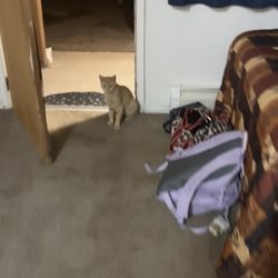 Homesteader Motel & Trailer Park - Friendly cats scouting the room