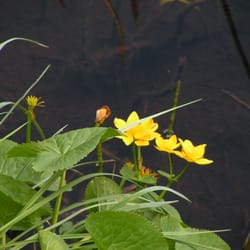 heidsee