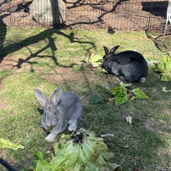 Firefly Grove - Bunnies! - Farms Near Me Firefly Grove - Bunnies! - Farms Near Me