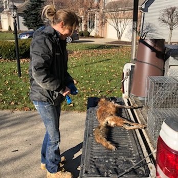Ashley’s Critter Gitter - Wildlife Control Near Me