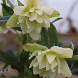Everything Botanical - One of the hellebores in our collection