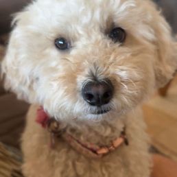Rosie Rosie