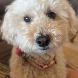 Kihei Veterinary Clinic