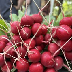 Freedom Farmer's Market - Radish