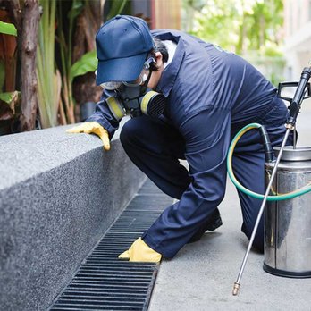 NP Pest Control - Pest Control Near Me NP Pest Control - Pest Control Near Me