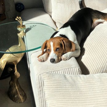 Precious Companions - Recent glamour shot at around 6 months. - Pet Breeders Near Me