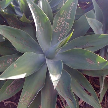 Sun Yat Sen Park - Green grafitti - Parks Near Me - Kula, Hawaii