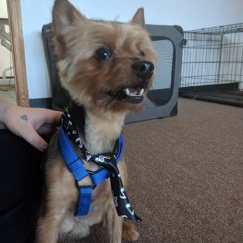 Wizard of Paws - Pet Groomers Near Me - Winchester, Tennessee Wizard of Paws - Pet Groomers Near Me - Winchester, Tennessee
