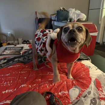 Sunrise Veterinary Clinic - Didn't try to upsell this girl! - Veterinarians Near Me - Las Vegas, Nevada Sunrise Veterinary Clinic - Didn't try to upsell this girl! - Veterinarians Near Me - Las Vegas, Nevada