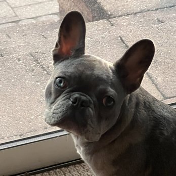 Fairytale Frenchies - Pet Breeders Near Me