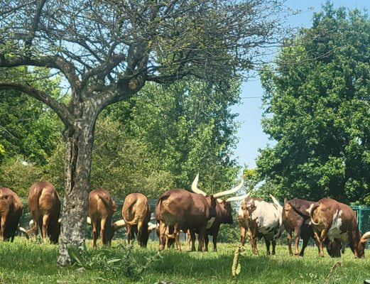 African Lion Safari by null