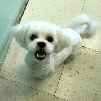 Kristy's Mutt Cutts - Pet Groomers Near Me - Toronto, Ontario Kristy's Mutt Cutts - Pet Groomers Near Me - Toronto, Ontario
