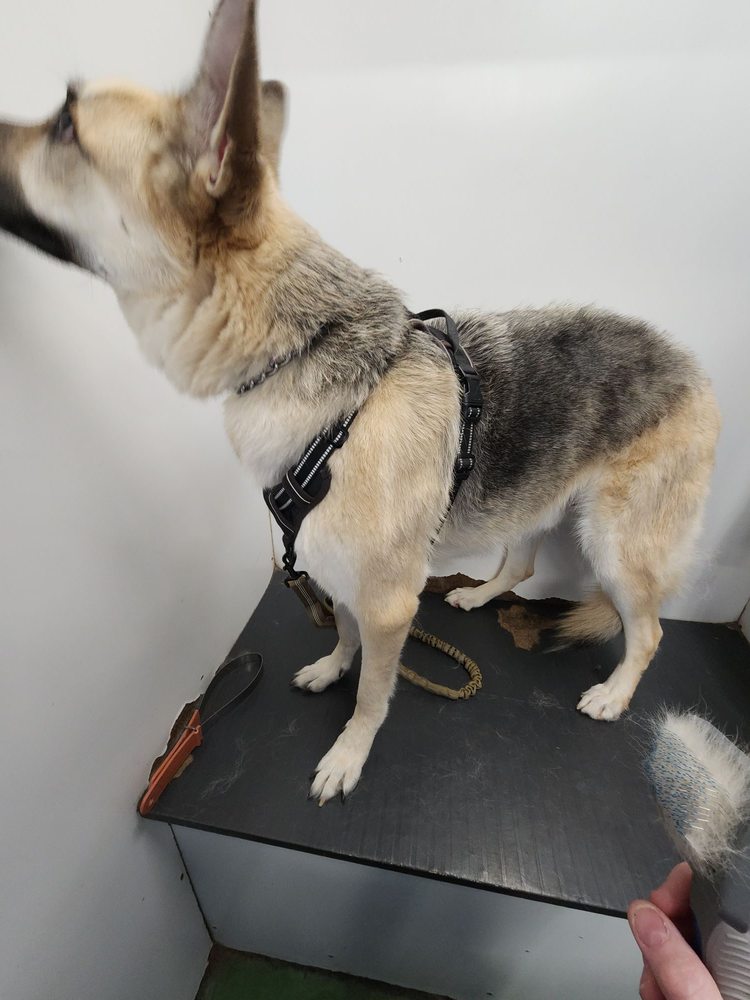 DO IT YOURSELF DOGGIE DETAILING Updated September 2024 20 Photos