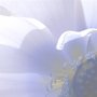 Photo of Blue Lotus Rising