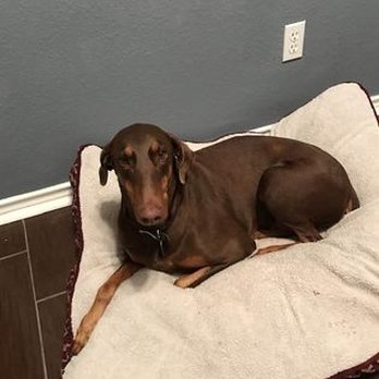 Harraden's Dobieden - Pet Breeders Near Me - Dover, North Carolina