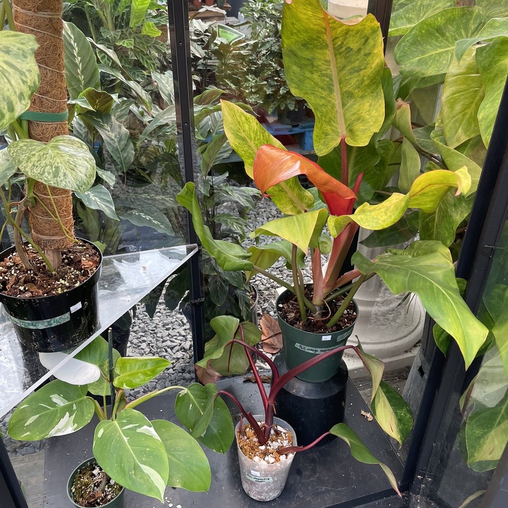 Plants Alive! - Nurseries & Gardening Near Me - Silver Spring, Maryland Plants Alive! - Nurseries & Gardening Near Me - Silver Spring, Maryland