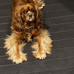 Paw Perfect Pet Salon - Ryleigh