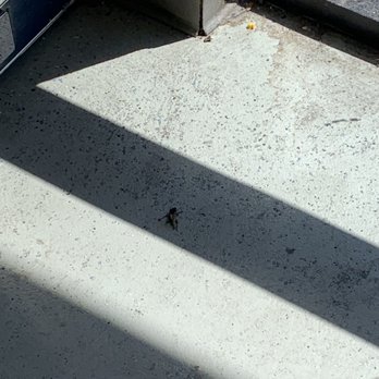 Sun Laundry - Some type of bug.. I absolutely love this place the prices are great and the owner is awesome! This just grossed me out.. - Laundry Services Near Me - San Leandro, California
