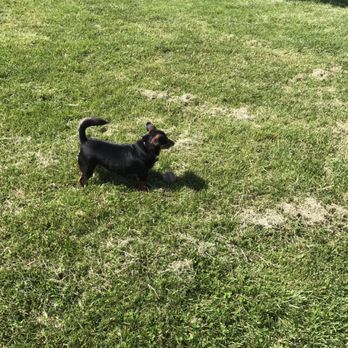 North Natomas Regional Park - Max enjoying time away from home - Dog Parks Near Me - Sacramento, California North Natomas Regional Park - Max enjoying time away from home - Dog Parks Near Me - Sacramento, California