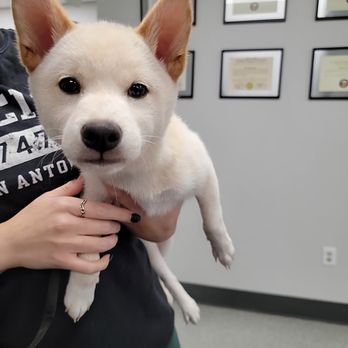 Mad River Veterinary Hospital - Veterinarians Near Me - Springfield, Ohio
