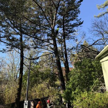 Professional Tree Surgeons - Teamwork gets it done . - Tree Services Near Me