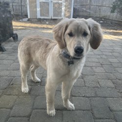 Toby's Top Dog Walking - Honey!