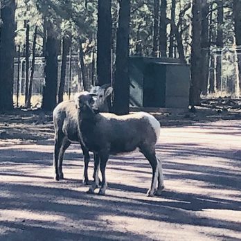 Bearizona - Zoos Near Me - Williams, Arizona Bearizona - Zoos Near Me - Williams, Arizona