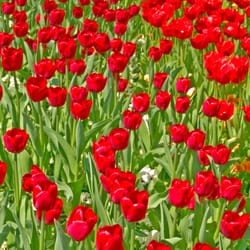 Botanischer Garten - Tulpenbeet