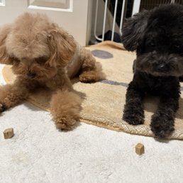 Aren't they just the cutest? Aren't they just the cutest?
