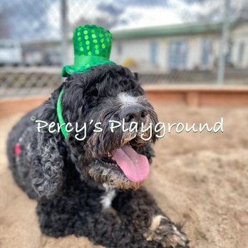 Percy's Playground - Pet Boarding Near Me - Eagle Rock, Missouri Percy's Playground - Pet Boarding Near Me - Eagle Rock, Missouri