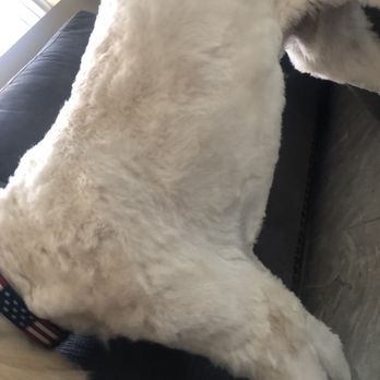 happy grooming - Terrible! - Pet Groomers Near Me - San Diego, California