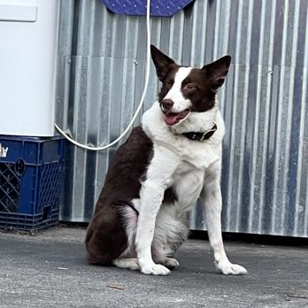 Moore Food - Dawg - Food Trucks Near Me - Portland, Oregon