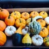 Willard Farm gift card